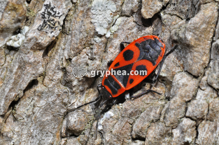 Pyrrhocore (Pyrrhocoris apterus) - gryphea.com